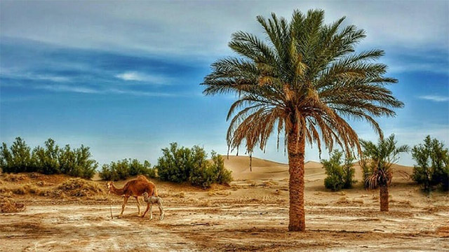 کویر کاراکال یزد