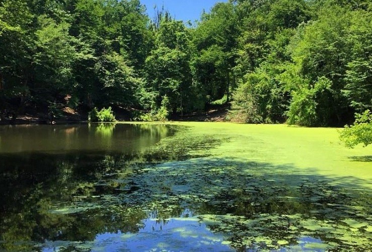 مرداب هسل کلاردشت