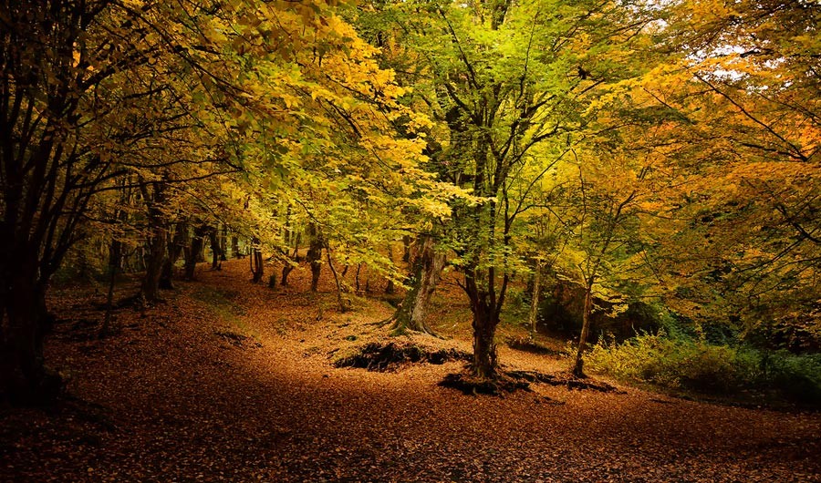 جنگل ناهارخوران گرگان